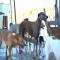 GPAR :: Grupo de Protección Animal de Rute