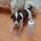 GPAR :: Grupo de Protección Animal de Rute