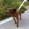 GPAR :: Grupo de Protección Animal de Rute