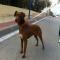 GPAR :: Grupo de Protección Animal de Rute