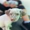 GPAR :: Grupo de Protección Animal de Rute