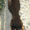 GPAR :: Grupo de Protección Animal de Rute
