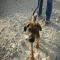 GPAR :: Grupo de Protección Animal de Rute