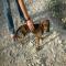 GPAR :: Grupo de Protección Animal de Rute