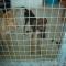 GPAR :: Grupo de Protección Animal de Rute