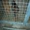 GPAR :: Grupo de Protección Animal de Rute
