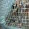 GPAR :: Grupo de Protección Animal de Rute