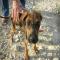 GPAR :: Grupo de Protección Animal de Rute