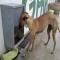 GPAR :: Grupo de Protección Animal de Rute